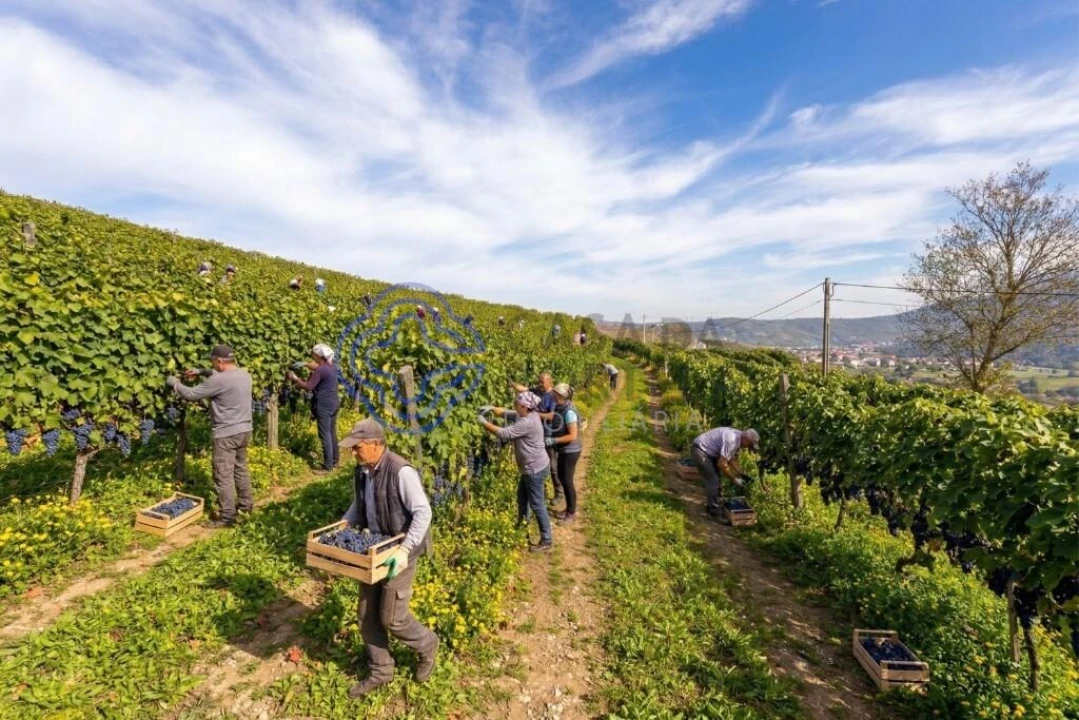 Terreno para Venda em Sande Foto 5