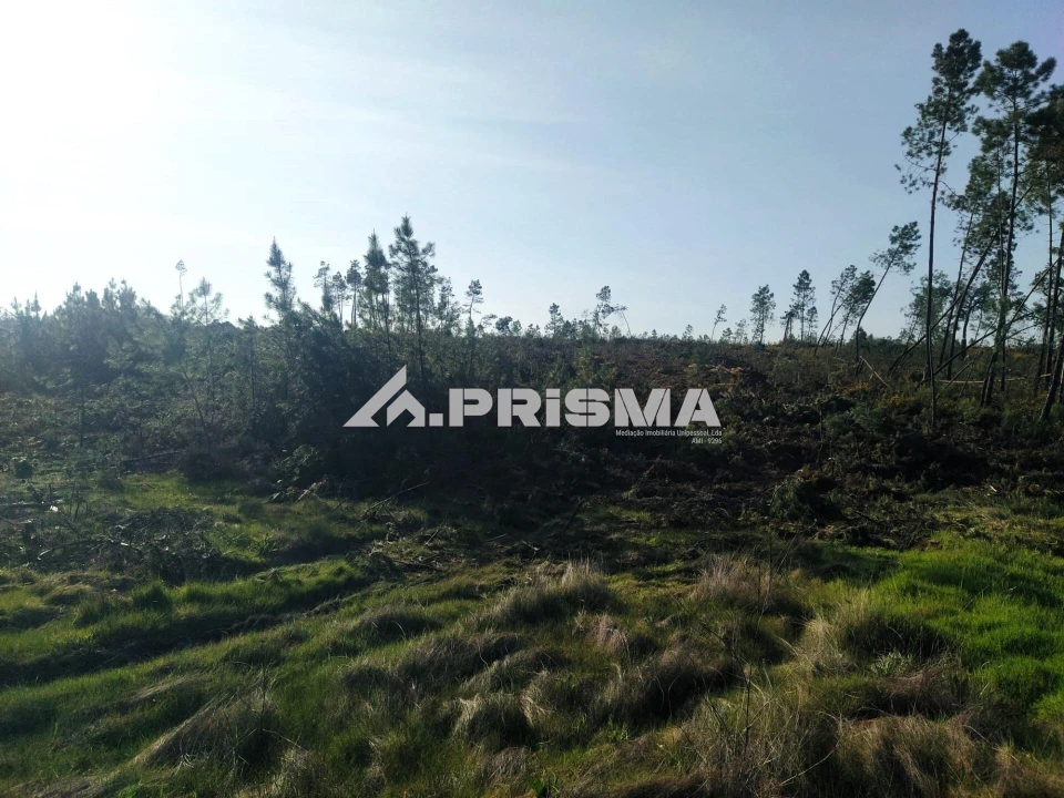 Terreno para Venda em Sarzedas Foto 15