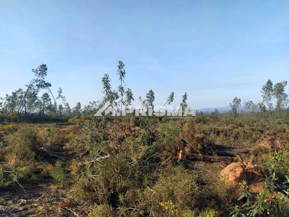 Terreno para Venda em Sarzedas Foto 24