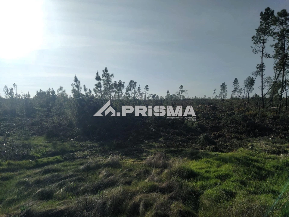 Terreno para Venda em Sarzedas Foto 13