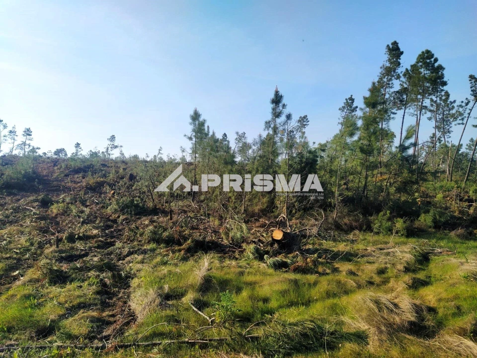 Terreno para Venda em Sarzedas Foto 4