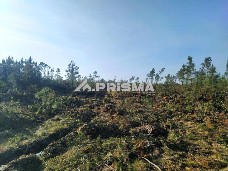 Terreno para Venda em Sarzedas Foto 6