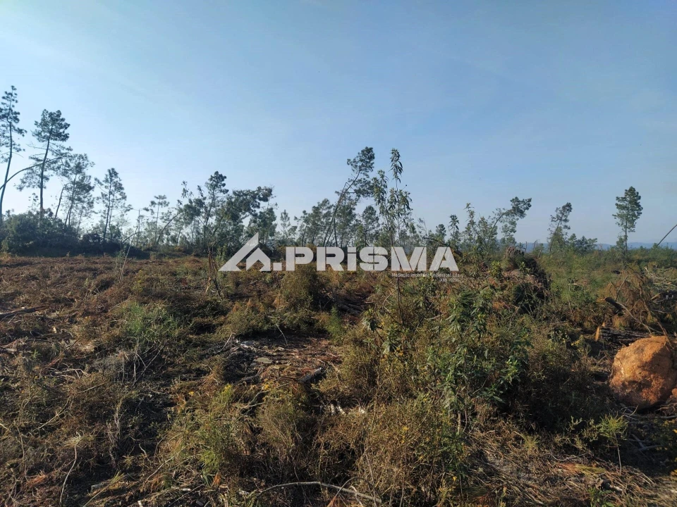 Terreno para Venda em Sarzedas Foto 26