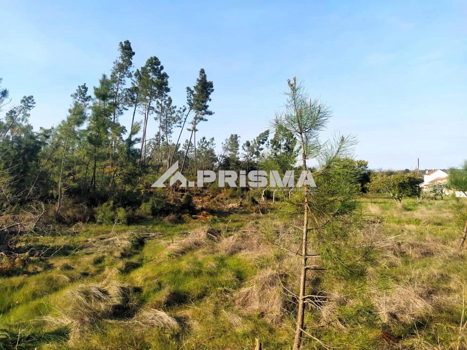 Terreno para Venda em Sarzedas Foto 3