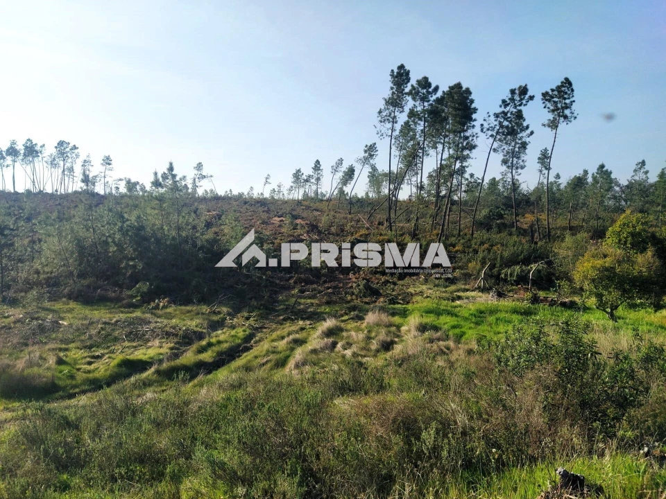 Terreno para Venda em Sarzedas Foto 16