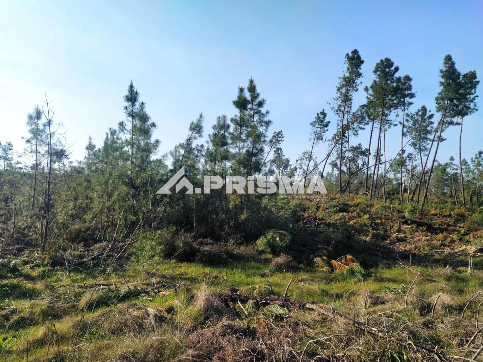 Terreno para Venda em Sarzedas Foto 9