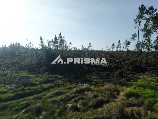 Terreno para Venda em Sarzedas Foto 15