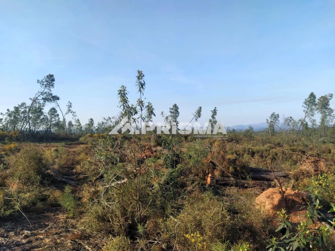 Terreno para Venda em Sarzedas Foto 24