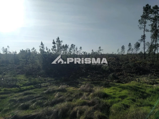 Terreno para Venda em Sarzedas Foto 13