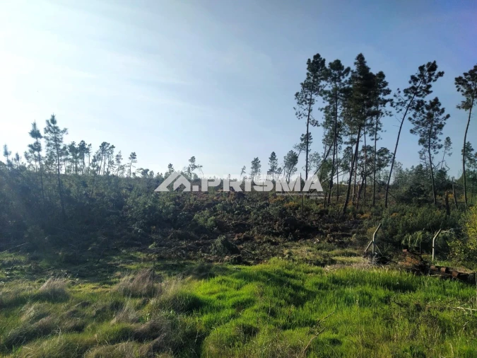 Terreno para Venda em Sarzedas Foto 12