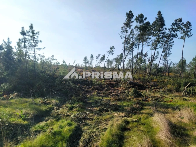 Terreno para Venda em Sarzedas Foto 8