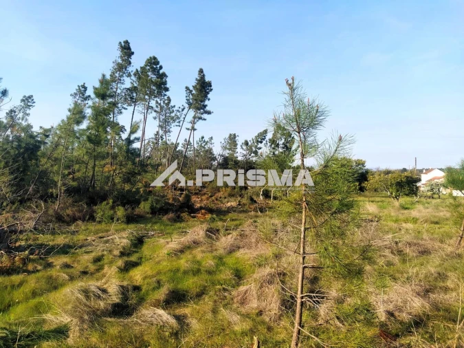 Terreno para Venda em Sarzedas Foto 3