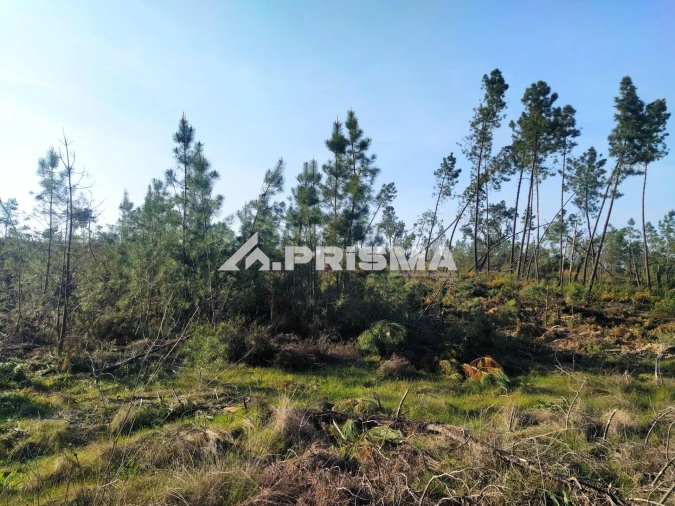 Terreno para Venda em Sarzedas Foto 9