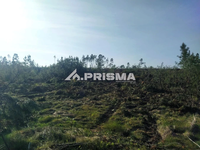 Terreno para Venda em Sarzedas Foto 5