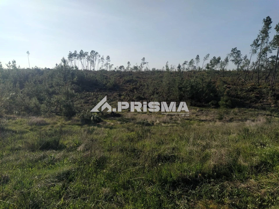 Terreno para Venda em Sarzedas Foto 18