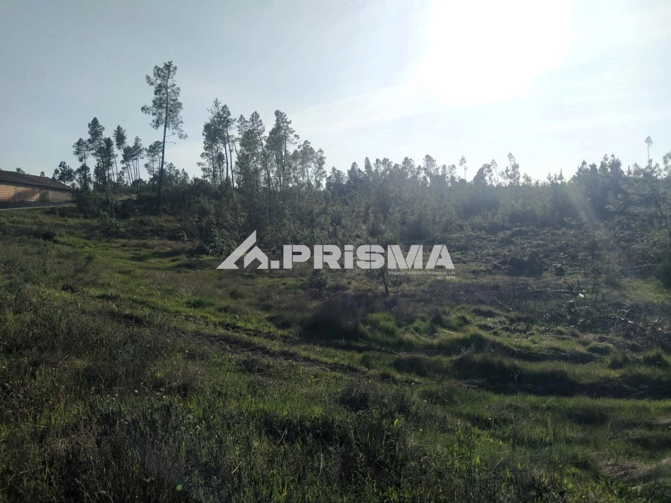 Terreno para Venda em Sarzedas Foto 14