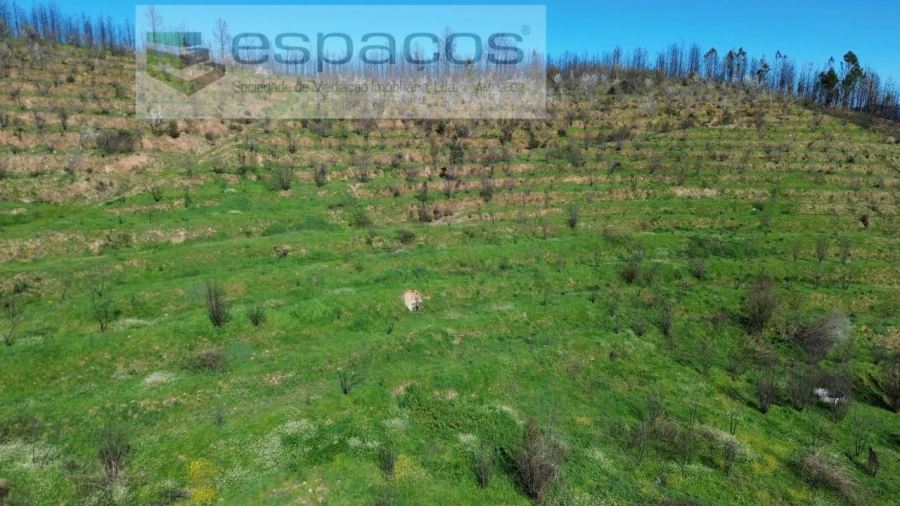 Terreno para Venda em Lavacolhos Foto 18