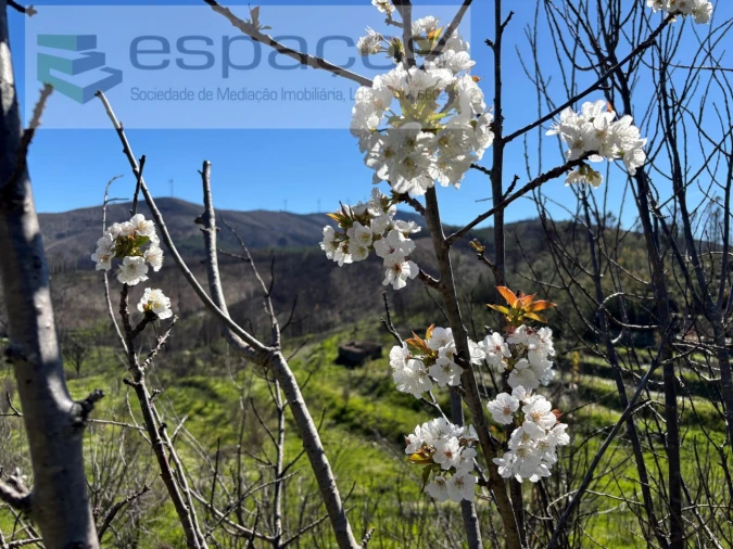 Terreno para Venda em Lavacolhos Foto 1