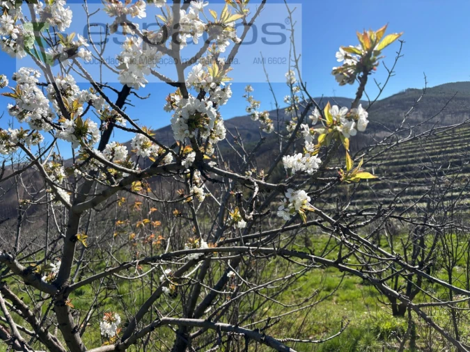 Terreno para Venda em Lavacolhos Foto 16