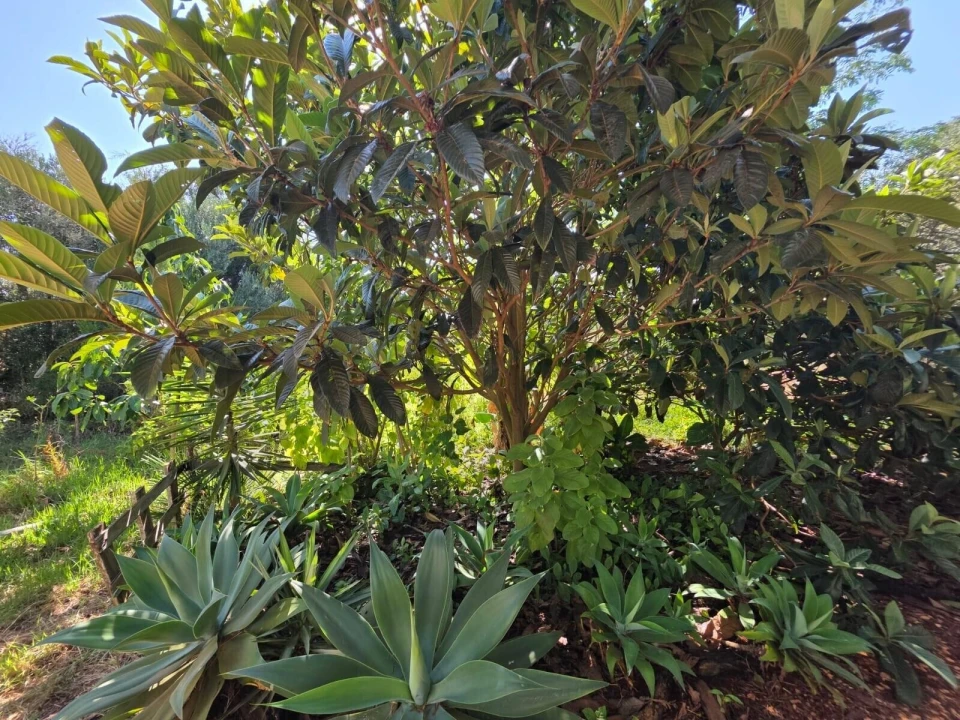 Terreno para Venda em Bensafrim e Barão de São João Foto 41