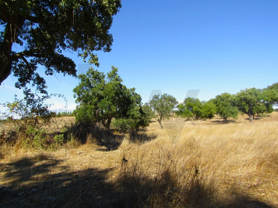 Terreno para Venda em São Matias Foto 13