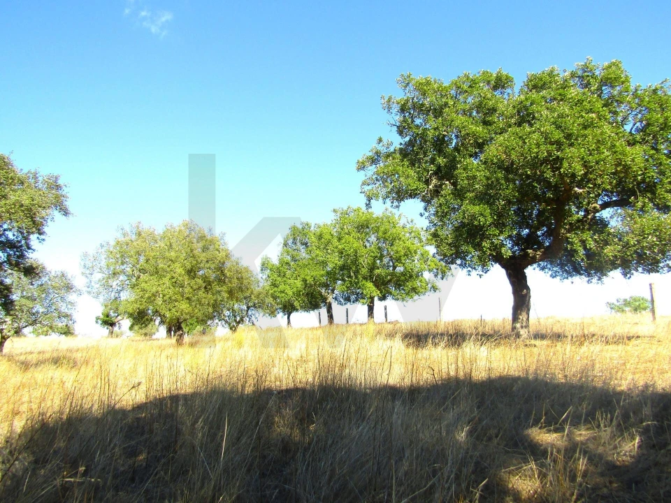 Terreno para Venda em São Matias Foto 8