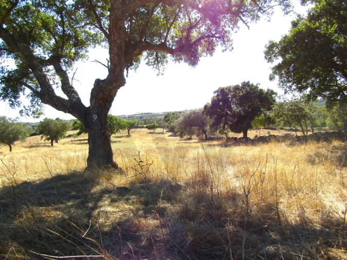 Terreno para Venda em São Matias Foto 20