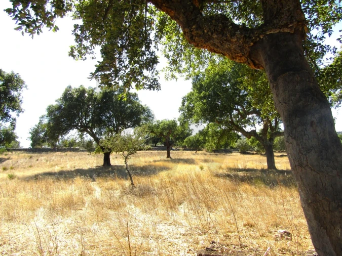 Terreno para Venda em São Matias Foto 5