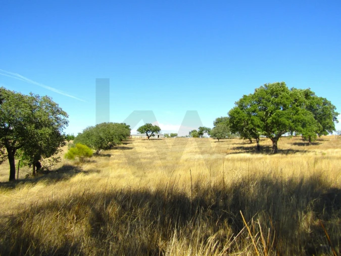 Terreno para Venda em São Matias Foto 14