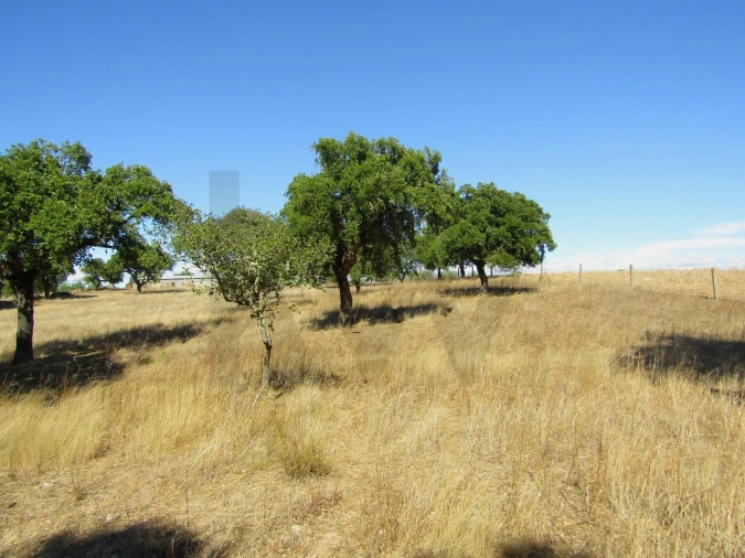 Terreno para Venda em São Matias Foto 10