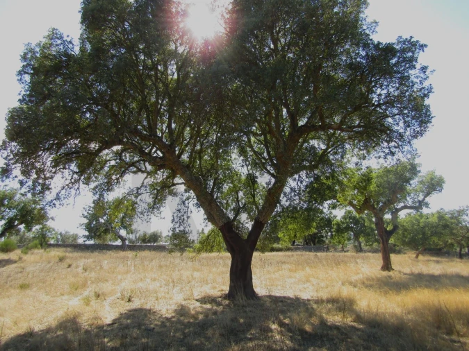 Terreno para Venda em São Matias Foto 9