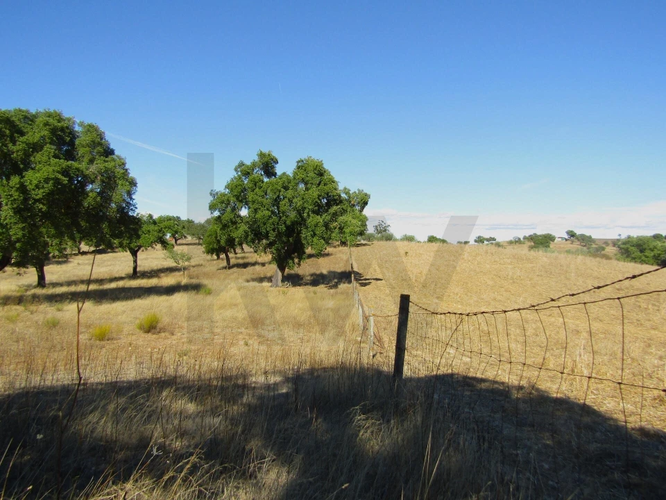 Terreno para Venda em São Matias Foto 11