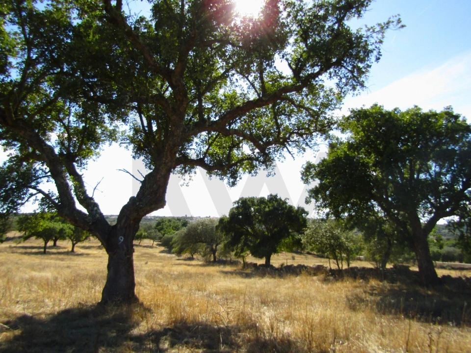 Terreno para Venda em São Matias Foto 19