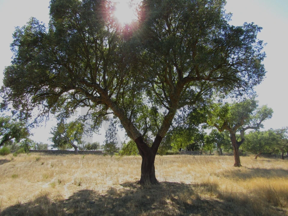 Terreno para Venda em São Matias Foto 9