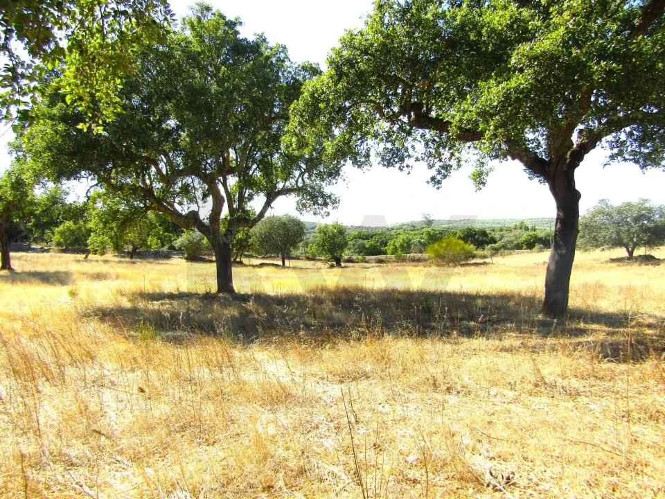 Terreno para Venda em São Matias Foto 6
