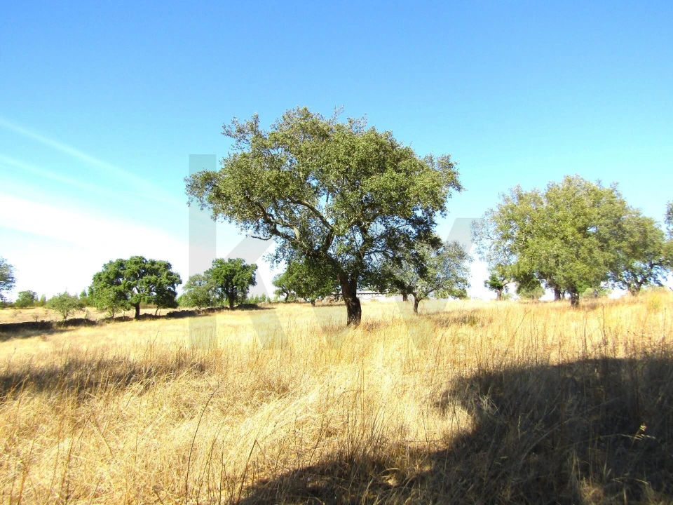 Terreno para Venda em São Matias Foto 7
