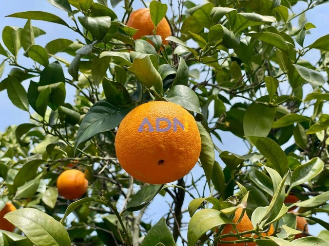 Quinta T1 para Venda em Medelim Foto 60