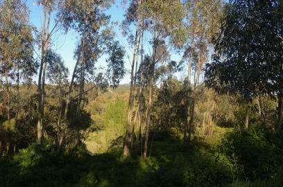 Terreno Agricola ou Rústico para Venda em Santa Catarina