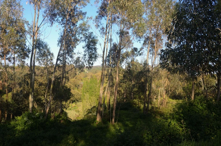 Terreno Agricola ou Rústico para Venda em Santa Catarina Foto 4
