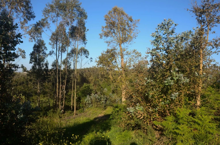Terreno Agricola ou Rústico para Venda em Santa Catarina Foto 8