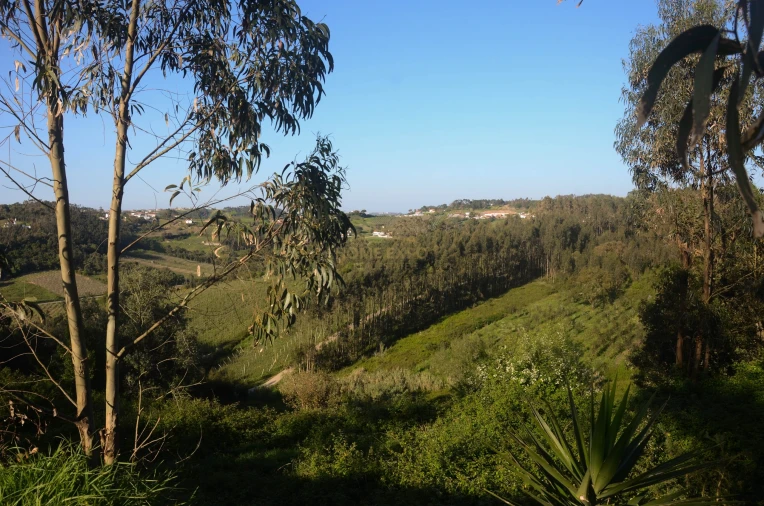Terreno Agricola ou Rústico para Venda em Santa Catarina Foto 6