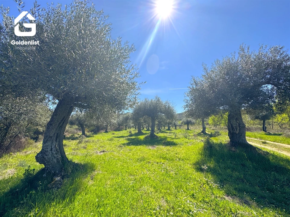 Quinta T0 para Venda em Penamacor Foto 32