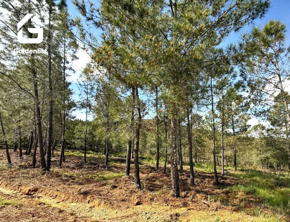 Quinta T0 para Venda em Penamacor Foto 13