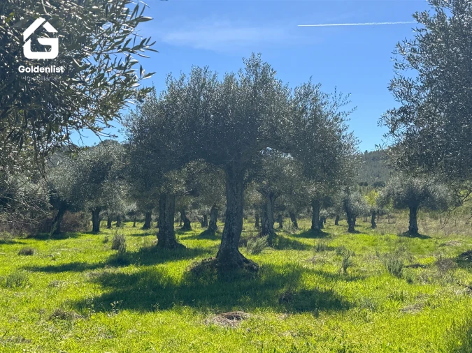 Quinta T0 para Venda em Penamacor Foto 33