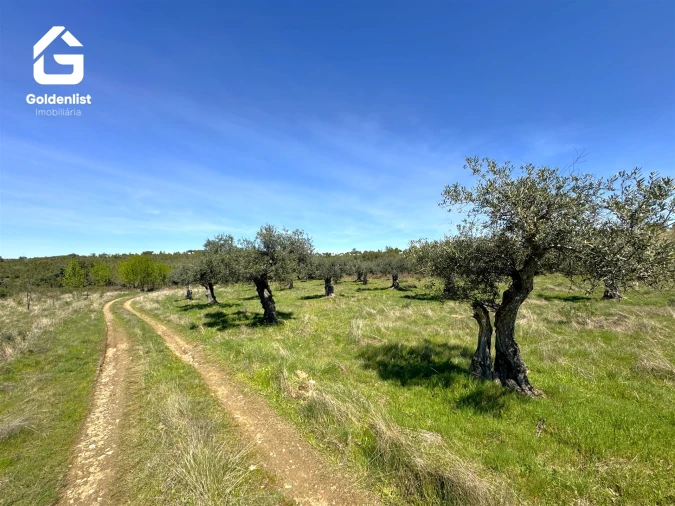 Quinta T0 para Venda em Penamacor Foto 30