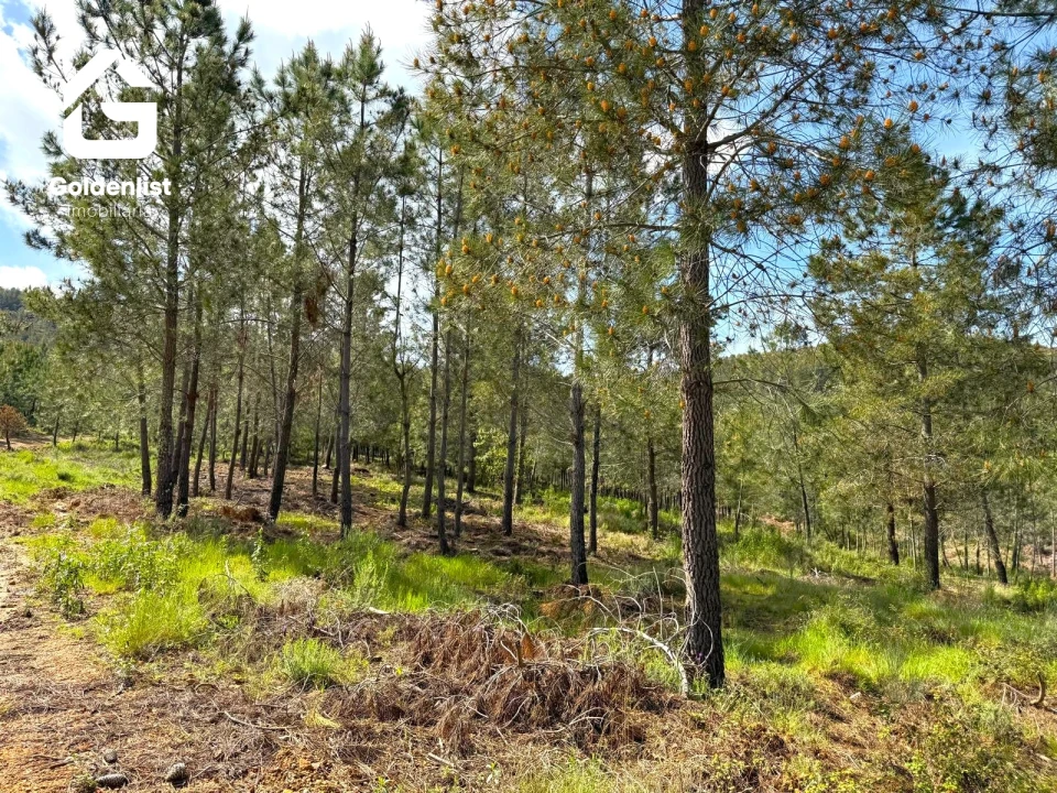 Quinta T0 para Venda em Penamacor Foto 9