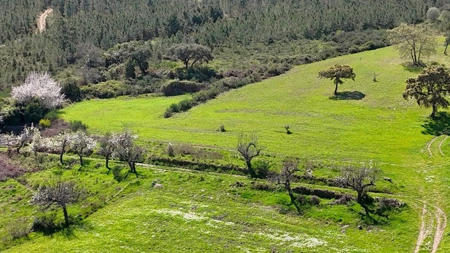 Quinta T0 para Venda em Penamacor