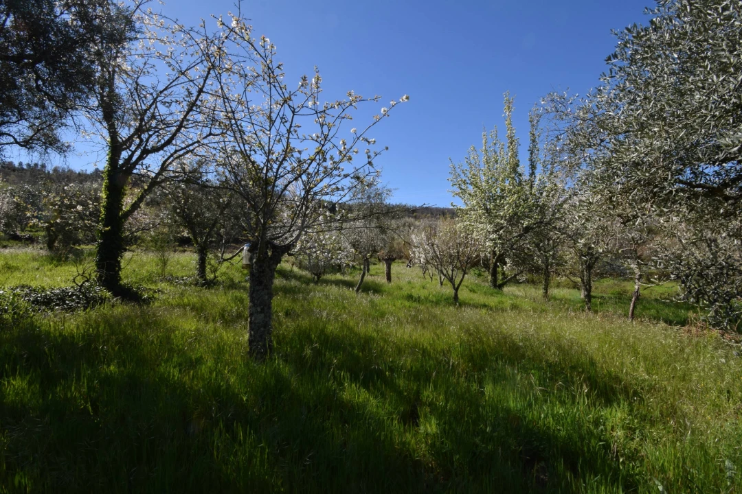 Terreno Agricola ou Rústico para Venda em Alcaide Foto 52