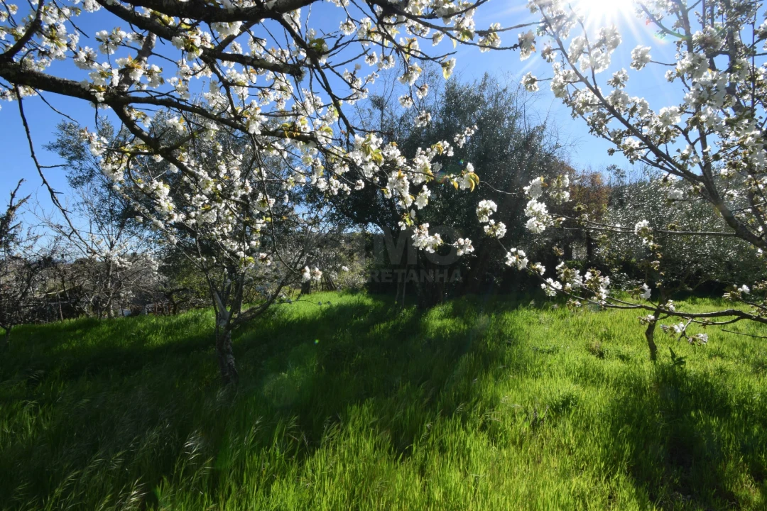 Terreno Agricola ou Rústico para Venda em Alcaide Foto 12
