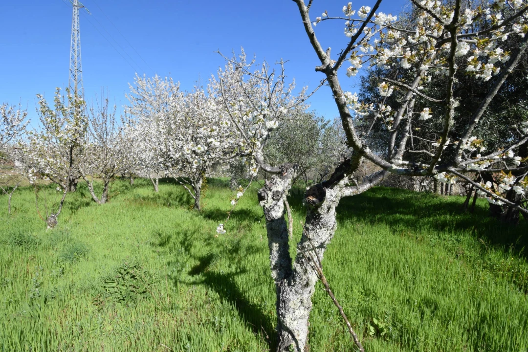 Terreno Agricola ou Rústico para Venda em Alcaide Foto 9